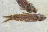 Two Small Fossil Fish (Knightia)- Wyoming #106955-1